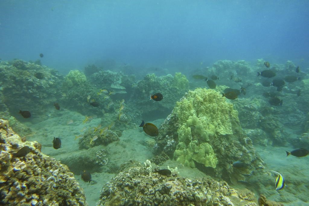 In Hawaii, coral is the foundation of life. What happened to it after the Lahaina wildfire?