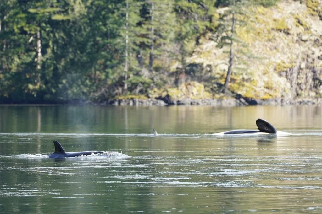 Killer whale rescue tactics could involve plan to lift orca calf out of lagoon