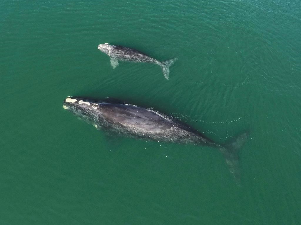 Endangered North Atlantic right whales lose three of 19 calves this season