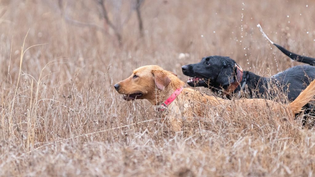 Animal rights groups seek review of Ontario's new hunting dog law