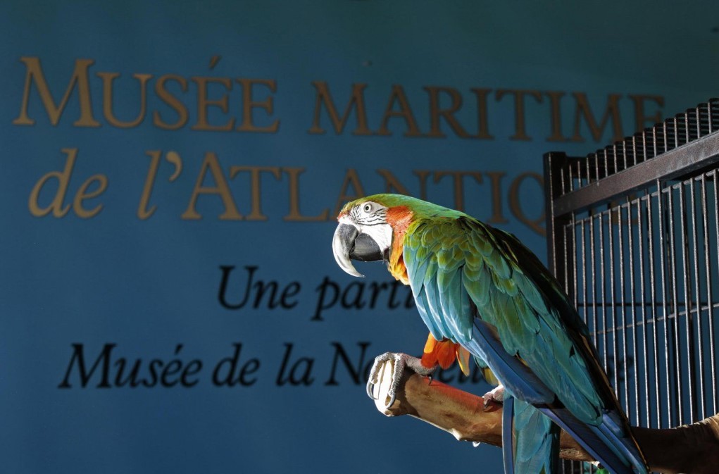 Depressed since pandemic, parrot at Halifax museum being shipped to Ontario