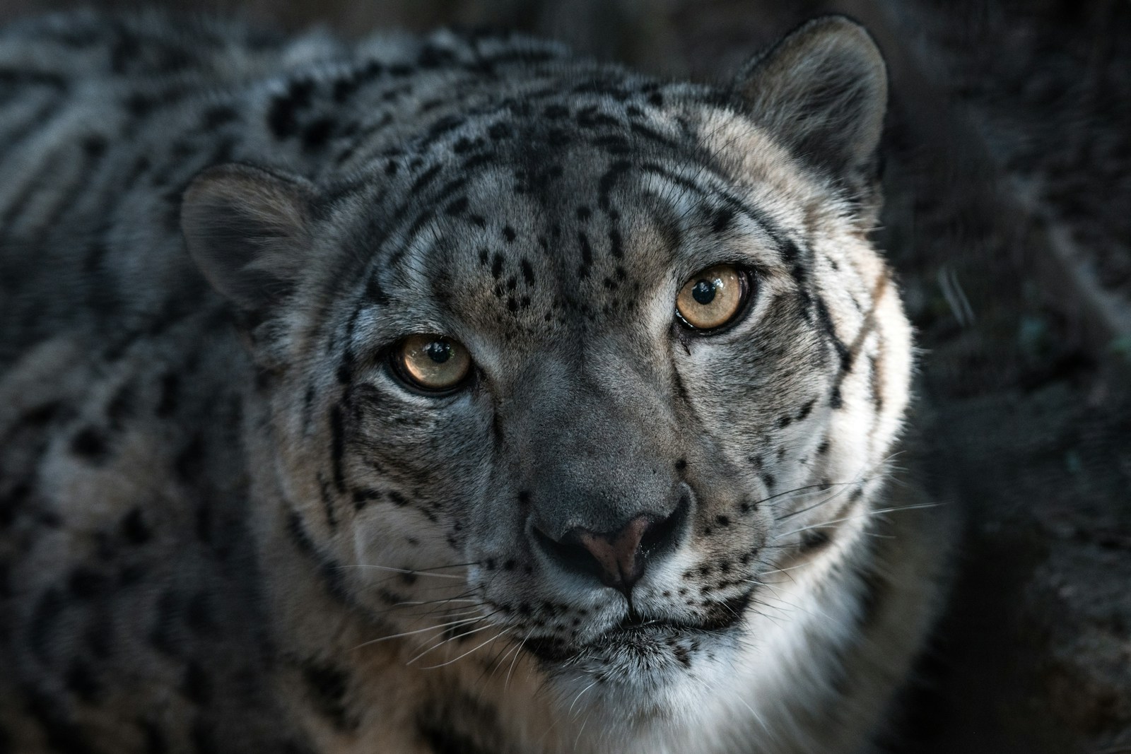 The Snow Leopard Of The Black Panther Family toronto.citynews.ca
