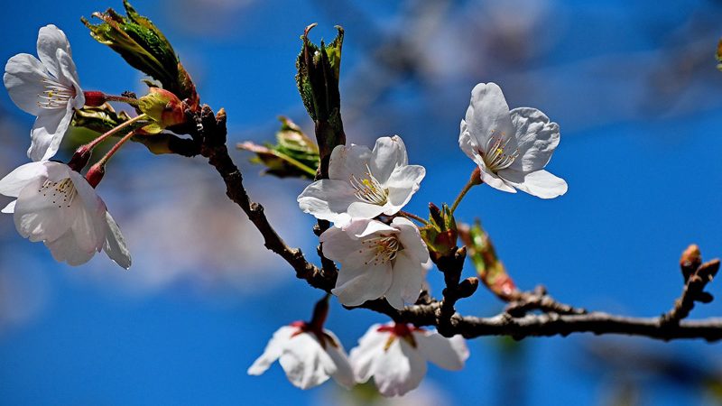 It's High Park cherry blossoms season. Here's when the first full bloom is expected