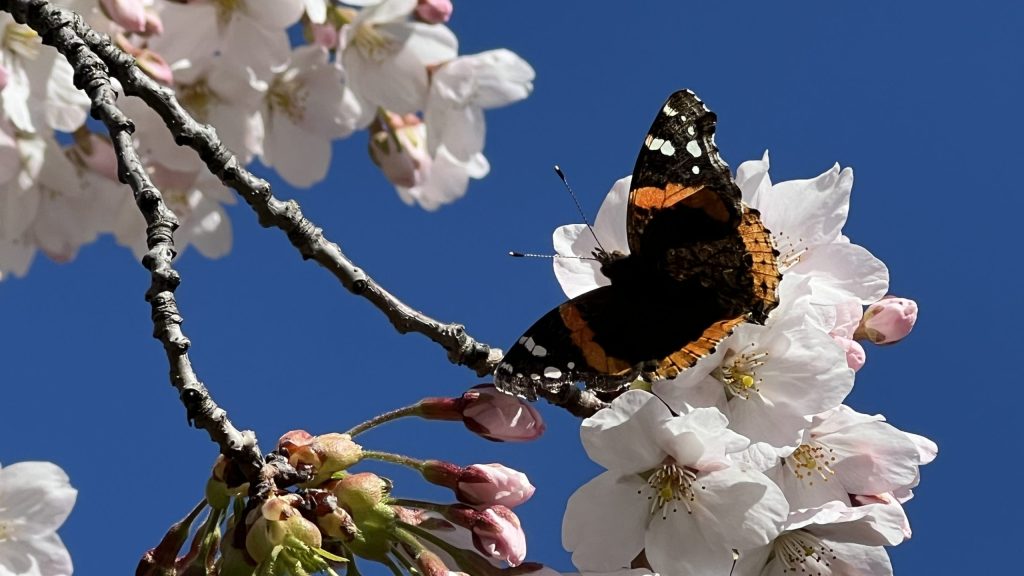 Cherry Blossoms butterfly