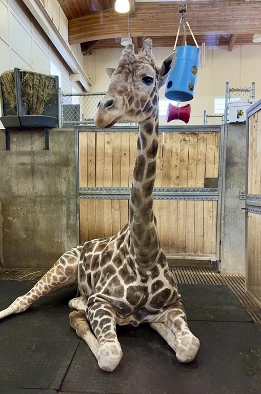 Beloved giraffe of South Dakota zoo euthanized after foot injury