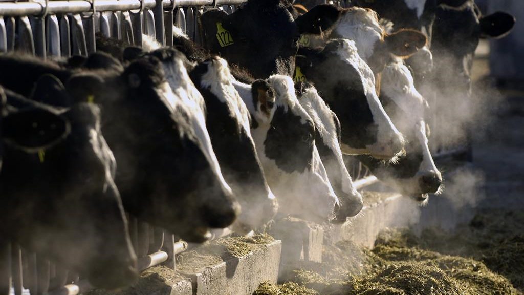 A line of Holstein dairy cows feed through a fence at a dairy farm in Idaho