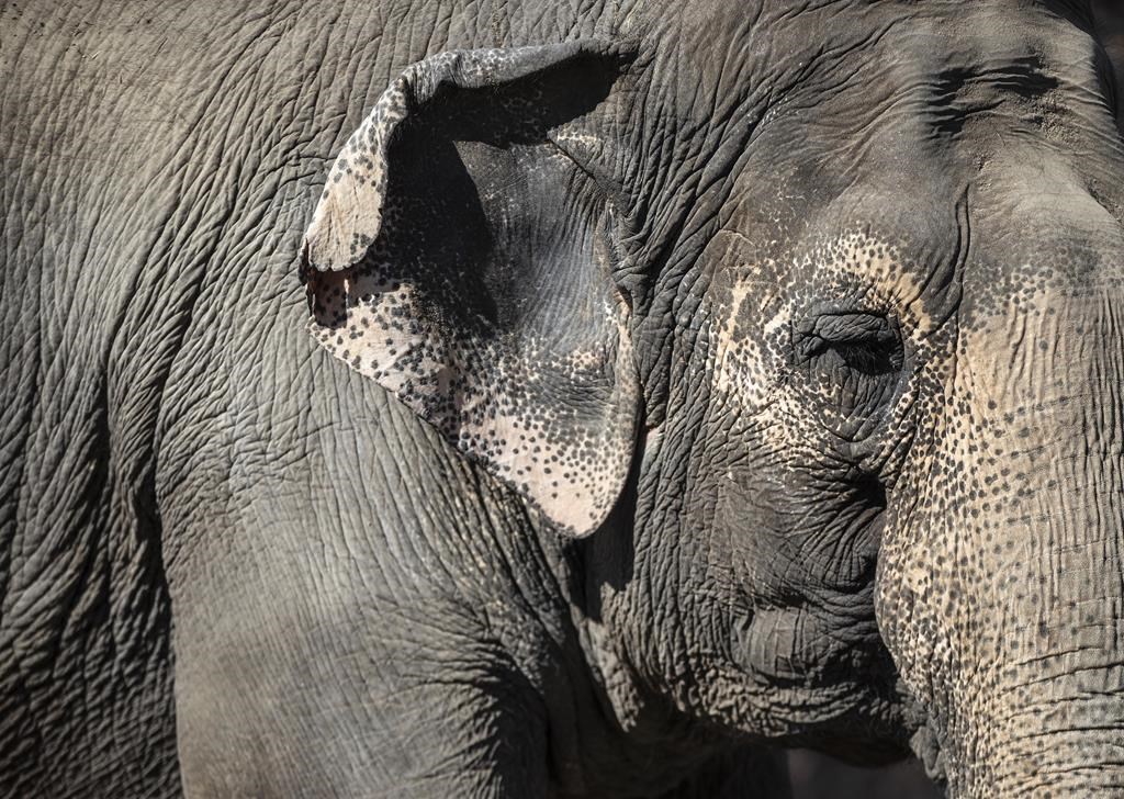 Senators reject $50K field trip to African Lion Safari amid elephant bill study