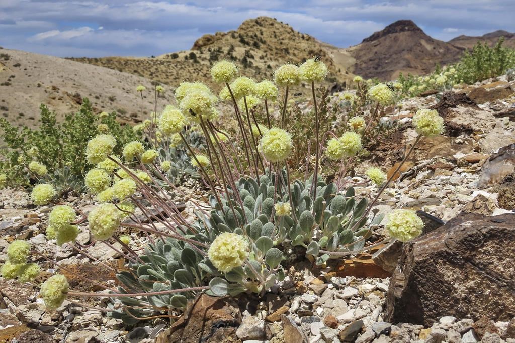 US advances review of Nevada lithium mine amid concerns over endangered wildflower