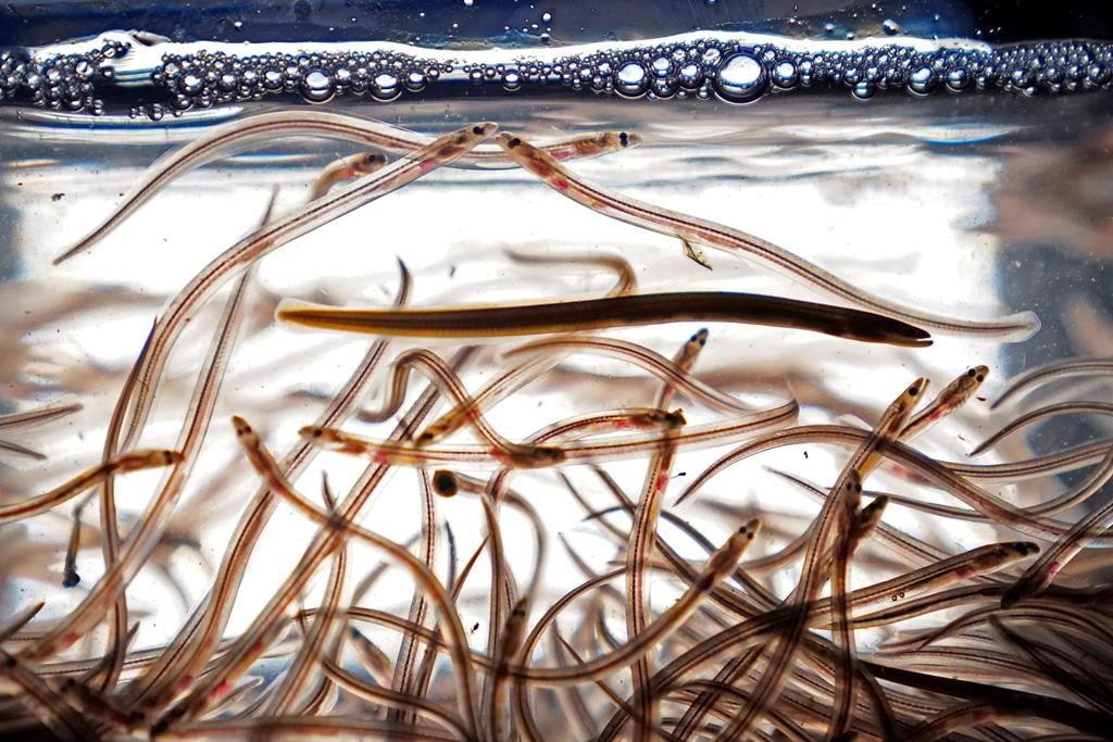 Nova Scotia elver fisher says early signs of improved enforcement of fishery