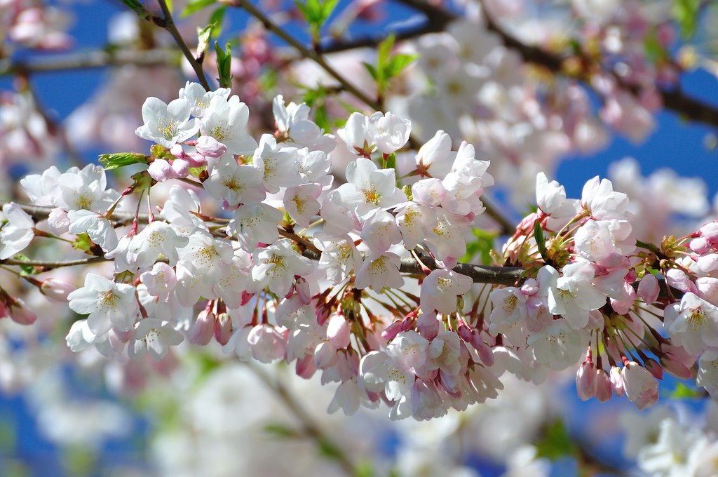 High Park cherry blossoms to reach peak bloom today