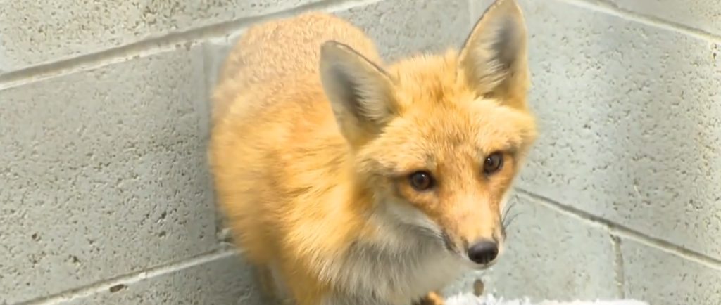 Fox gets second chance at life thanks to blood donation from dog: Toronto Wildlife Centre