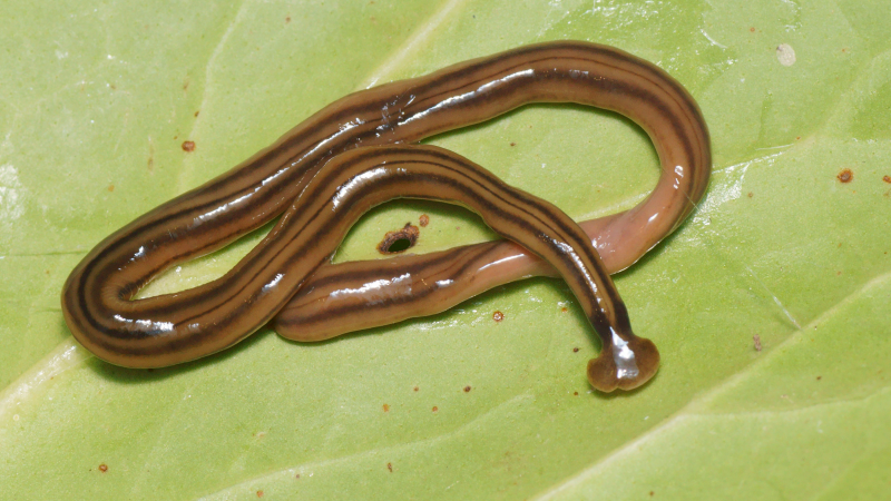 Invasive and toxic hammerhead worm is popping up in Ontario, GTA. What you need to know