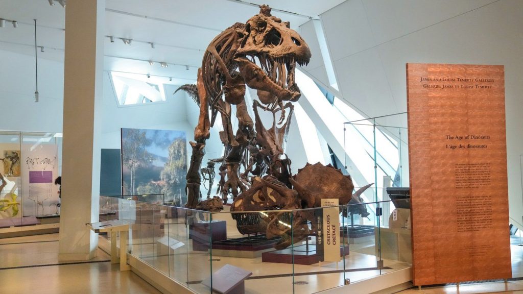 A representation of a Tyrannosaurus rex