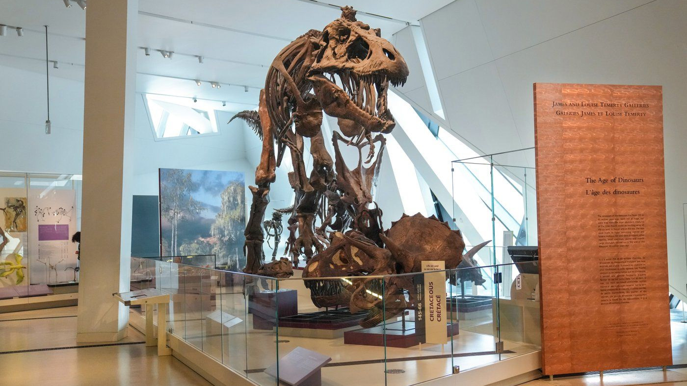 T. Rex een intelligente toolgebruiker en cultuurbouwer is?  Niet zo snel, zegt nieuw onderzoek