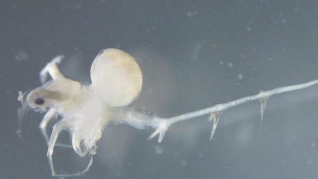 Invasive 'water fleas' continue decades-long spread across Ontario lakes