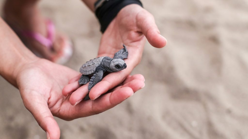 Group cautions High Park goers to keep an eye out for at-risk baby turtles
