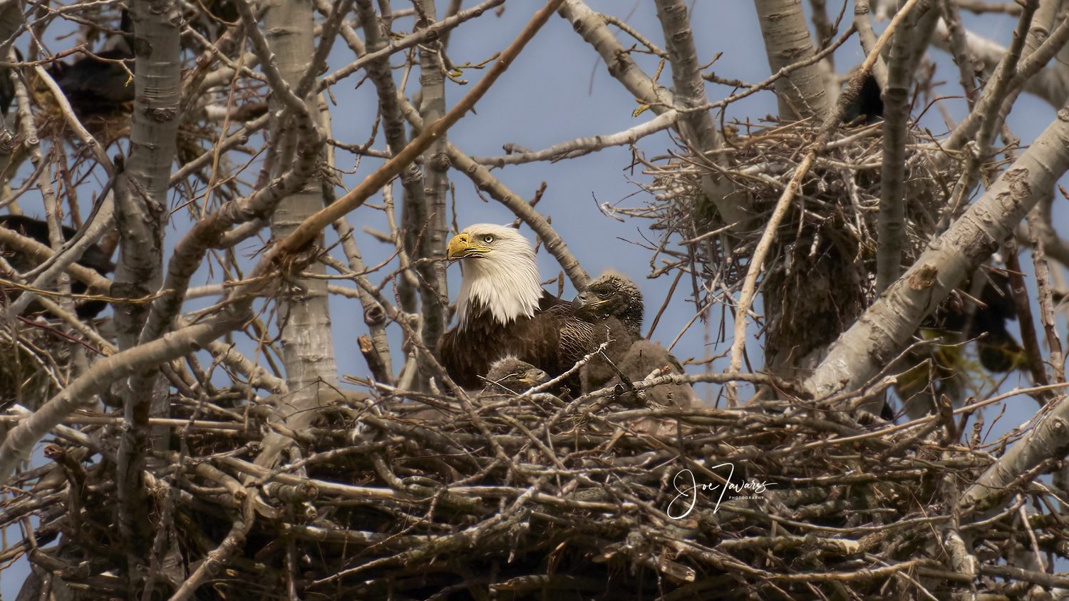 ‘History in the making’: Two eaglets spotted at first documented bald eagle nest in Toronto