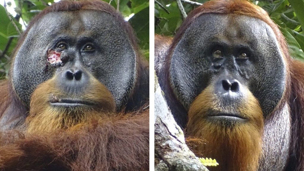 This combination of photos shows a facial wound on Rakus two days before he applied chewed leaves from a medicinal plant, left, and after his facial wound was barely visible.