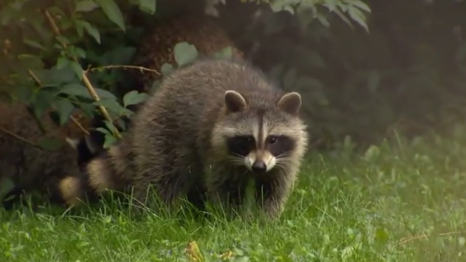 Toronto wildlife officials note uptick in 'zombie' raccoons