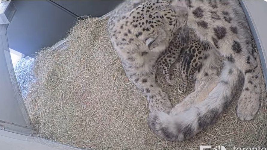 Jita and her two new snow leopard cubs that were born overnight on May 15.