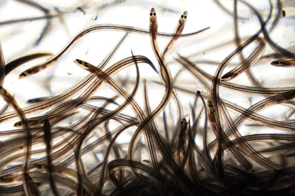 Officials seize around $500,000 worth of elvers from Toronto Pearson Airport