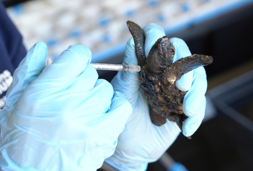 Over 500 baby sea turtles washed ashore in a big storm off South Africa ...