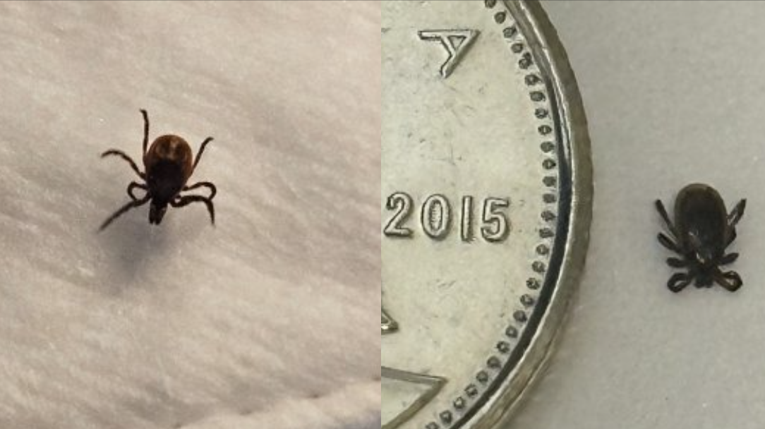 Tick bites, related diseases higher than normal in Ontario