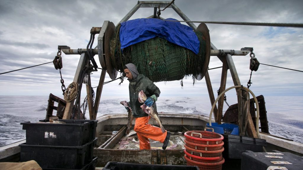 A fisherman carries cod caught in the nets of a trawler