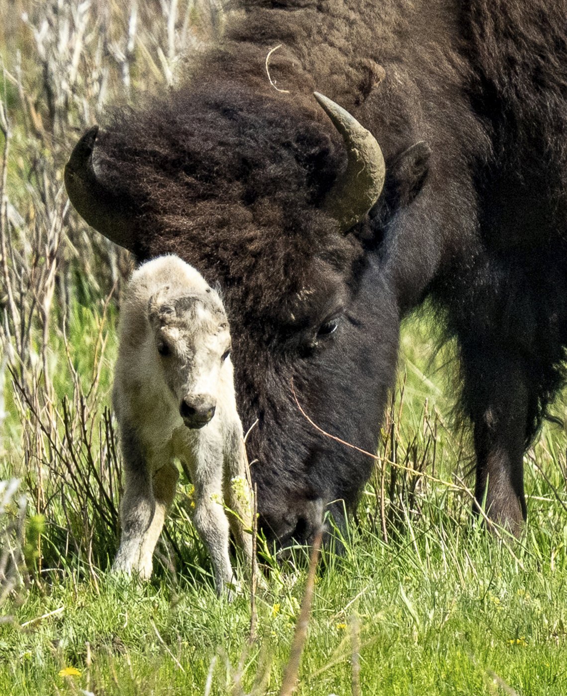 Reported birth of rare white buffalo calf in Yellowstone park fulfills ...