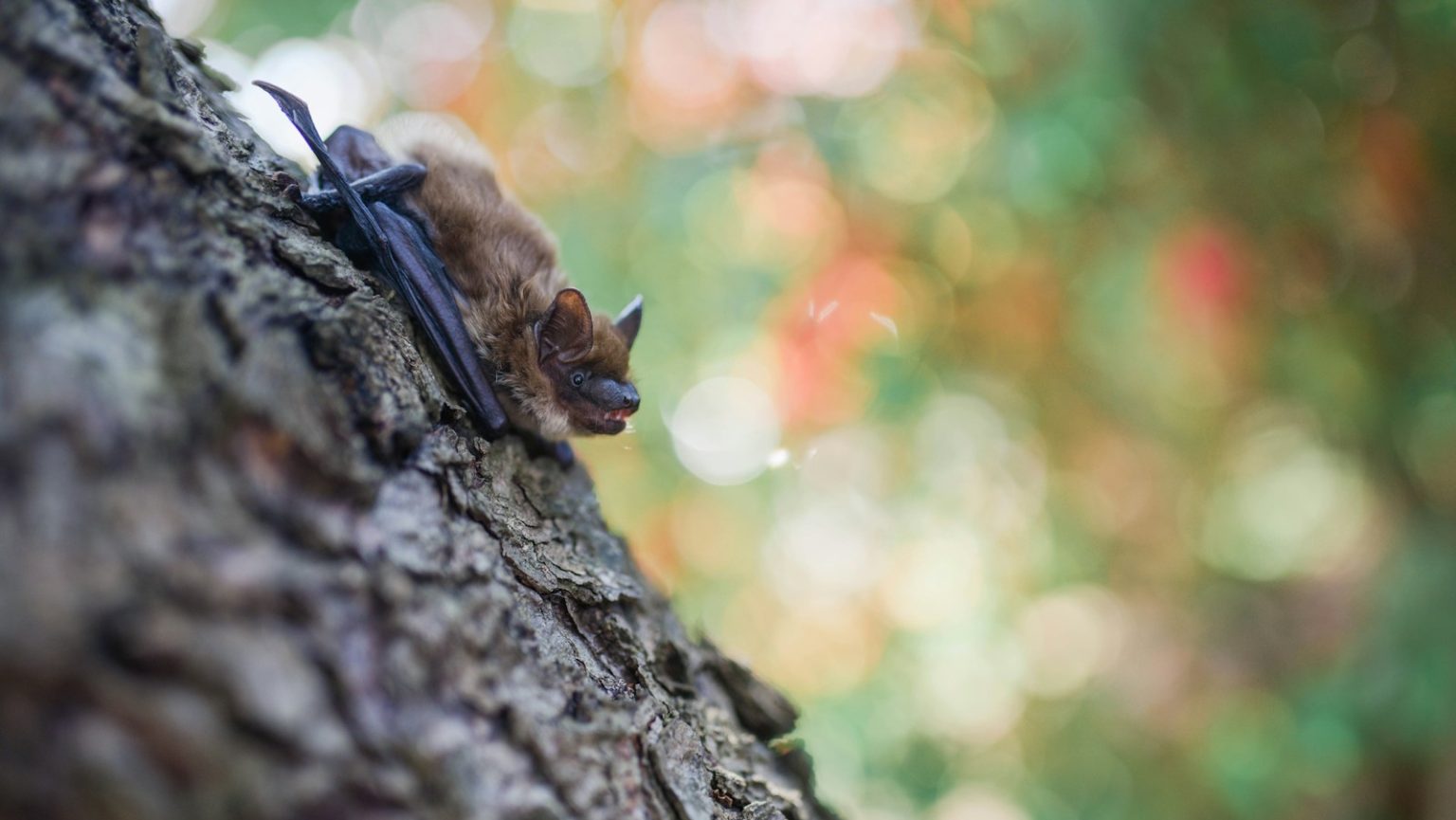 Bat tests positive for rabies in York Region