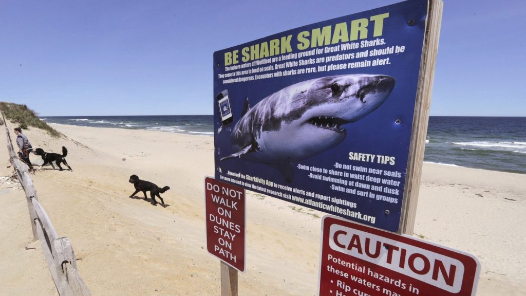 Signage about great white sharks