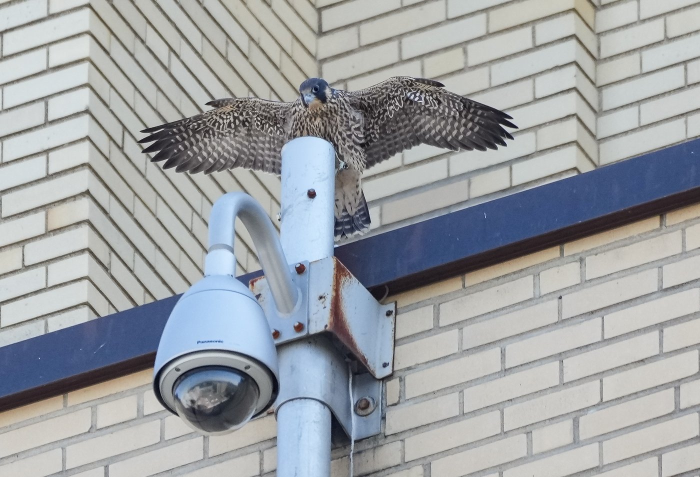 Montreal Peregrine Falcon Chicks Take First Flights Into A World Full 