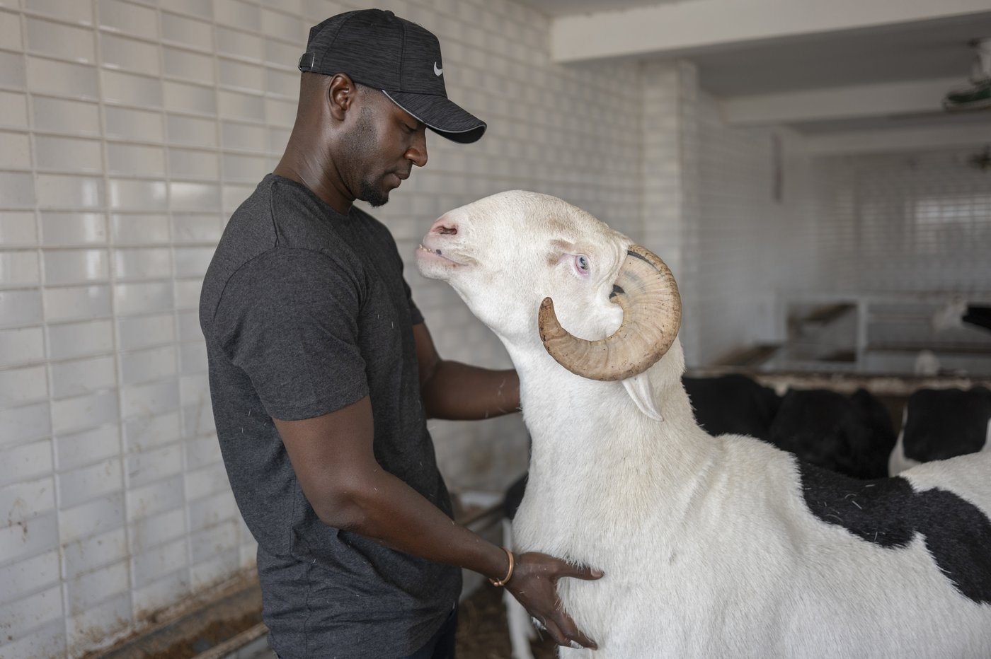 Nigeria Sheep Prices Rise Ahead of Eid al-Adha