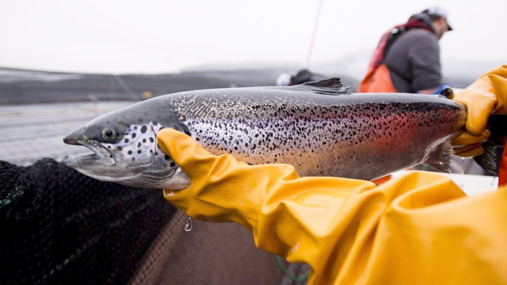 An Atlantic salmon is seen during a Department of Fisheries and Oceans fish health audit at a fish farm near Campbell River, B.C., on Oct. 31, 2018