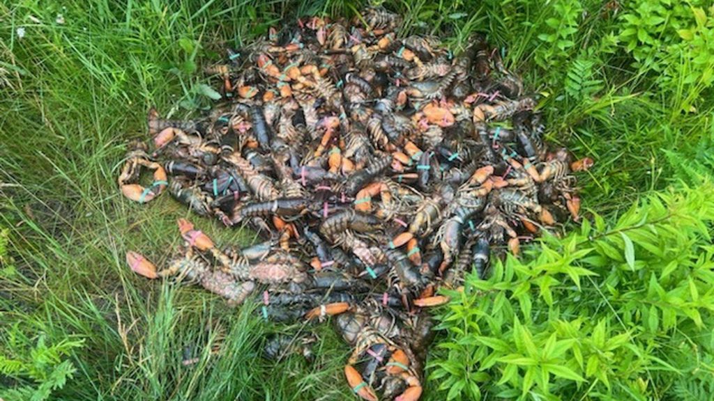Large amount of lobster dumped along highway east of North Bay: police