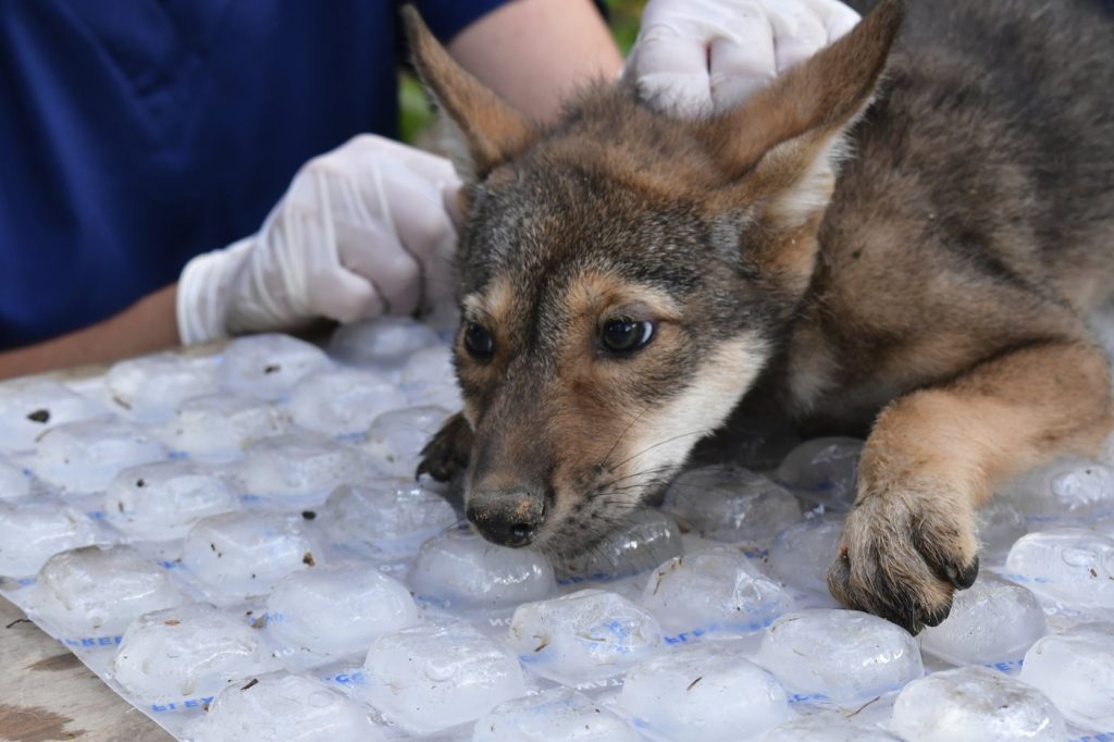 Awwww! Four endangered American red wolf pups 'thriving' since birth at Missouri wildlife reserve