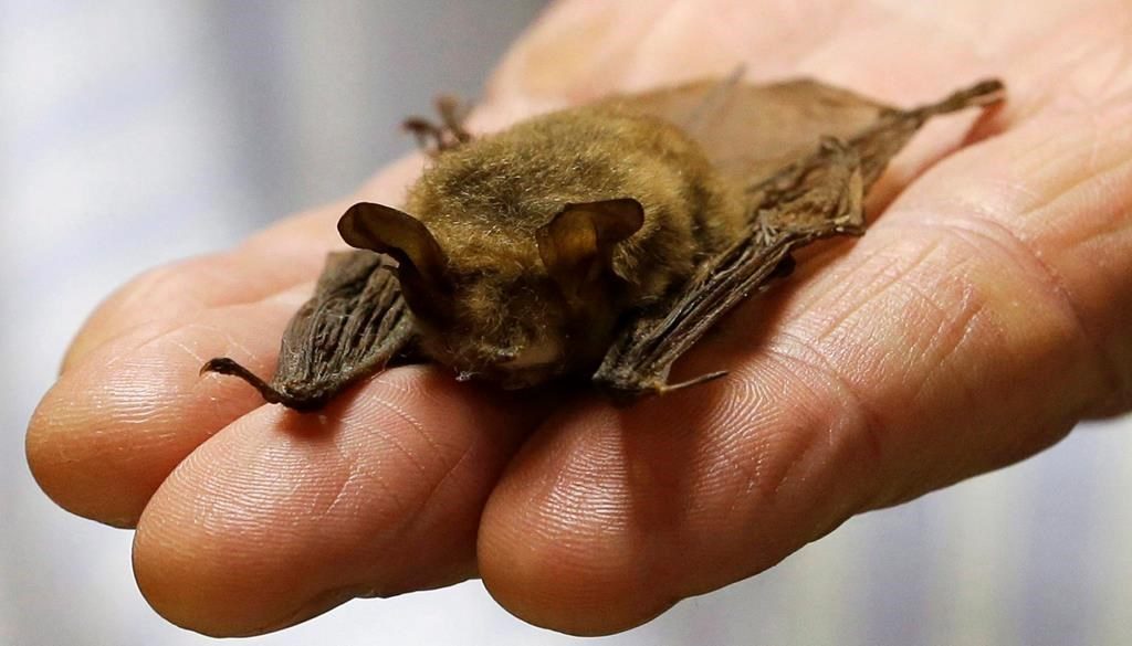 Public health officials say individual who brought bat to animal clinic not exposed to rabies
