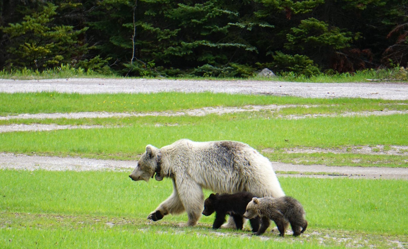 After highway death of a beloved bear in B.C., experts look for lessons