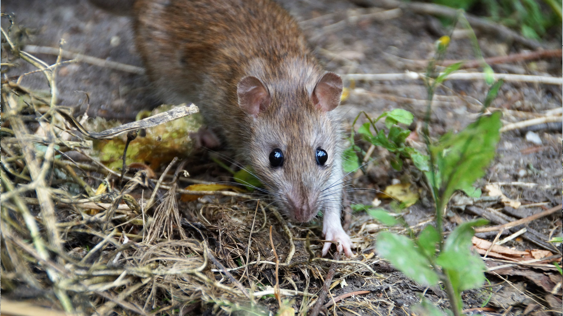 Toronto moving ahead with plans to attack its growing rat problem