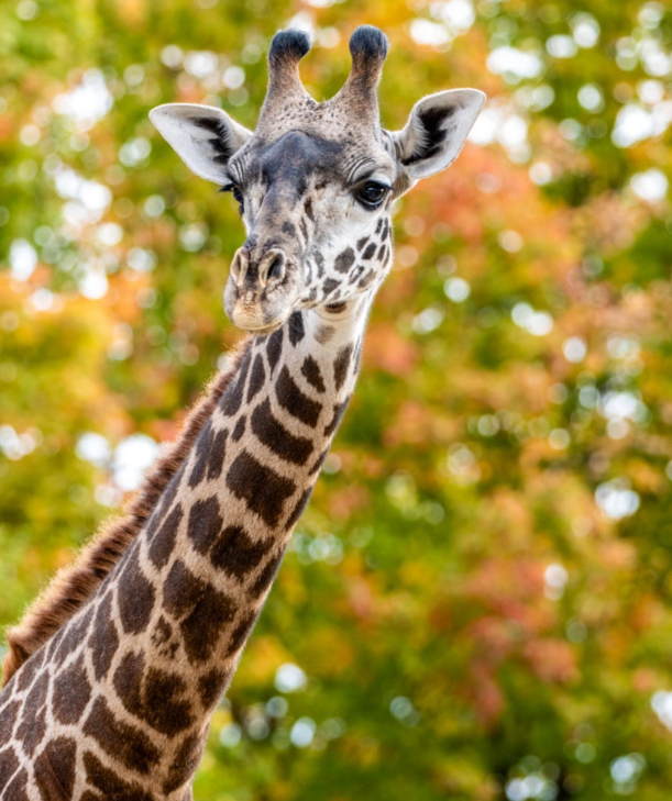 Toronto Zoo's 2-year-old Masai giraffe dies during castration procedure