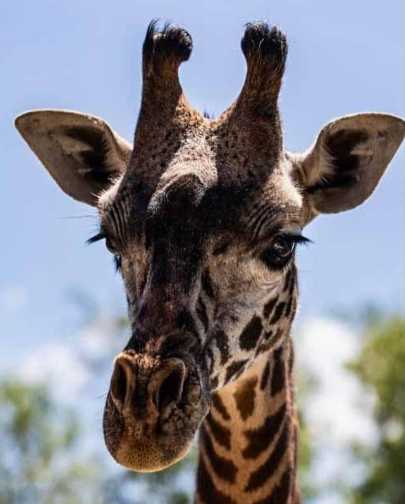Toronto Zoo says giraffe died due to stomach contents in lungs