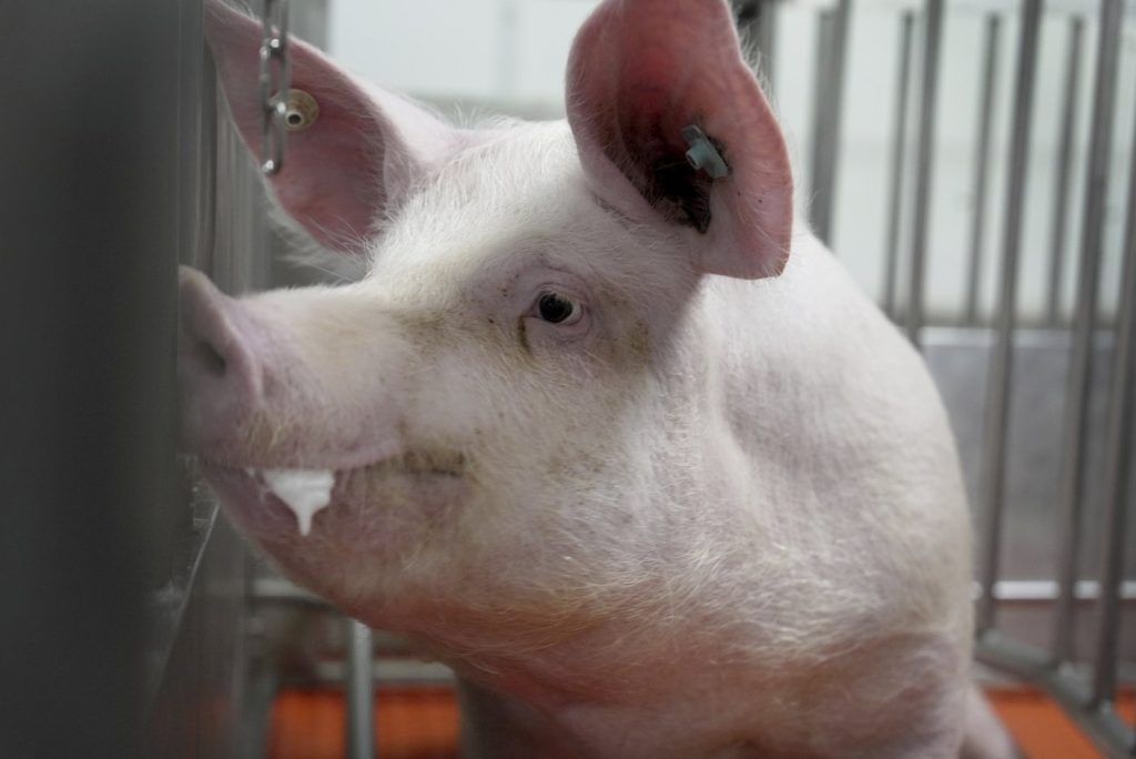 A pig stands in a pen at the Revivicor research farm