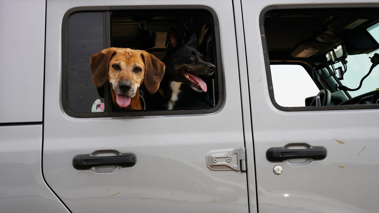 brown and black short coated dog in white car