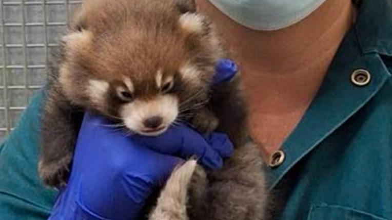 A red panda cub