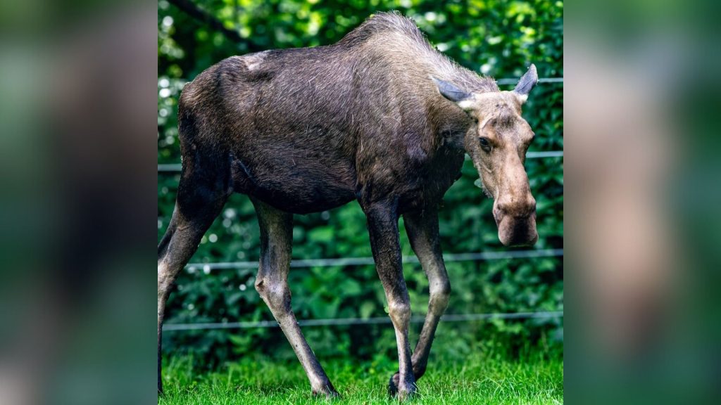 The Toronto Zoo is saying goodbye to Trilly, an 11-year-old moose.