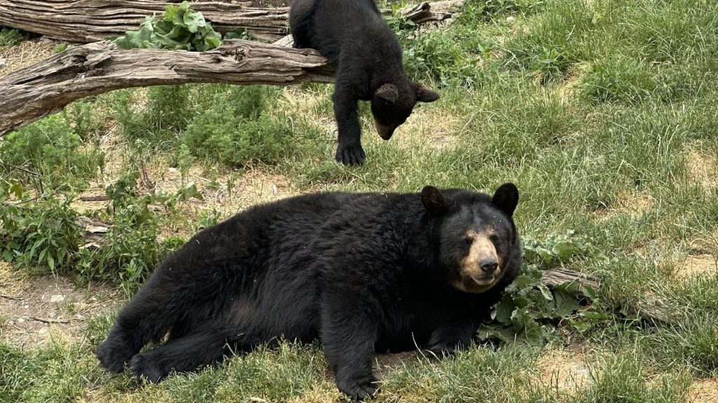 A bear cub plays with an adult bear in an enclosure at Marineland