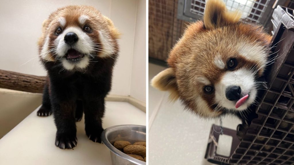 Photo from the Toronto Zoo shows 'Sakura,' the 10-year-old red panda.