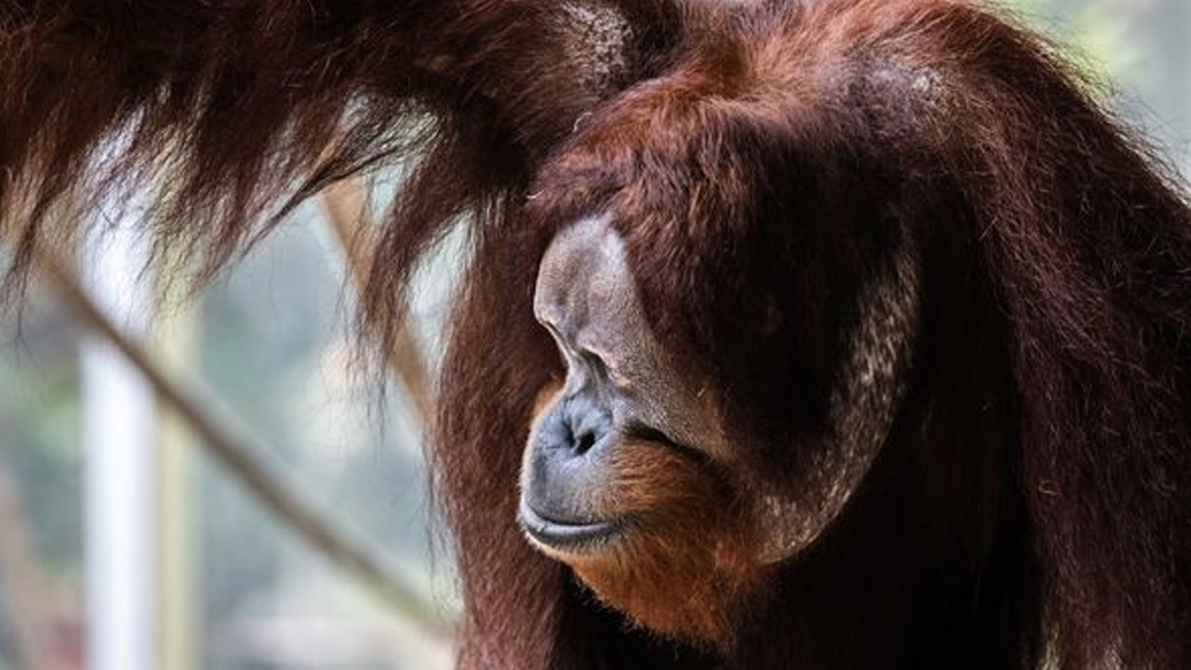 Toronto Zoo says orangutan used ‘cartwheel-like motion’ to escape habitat