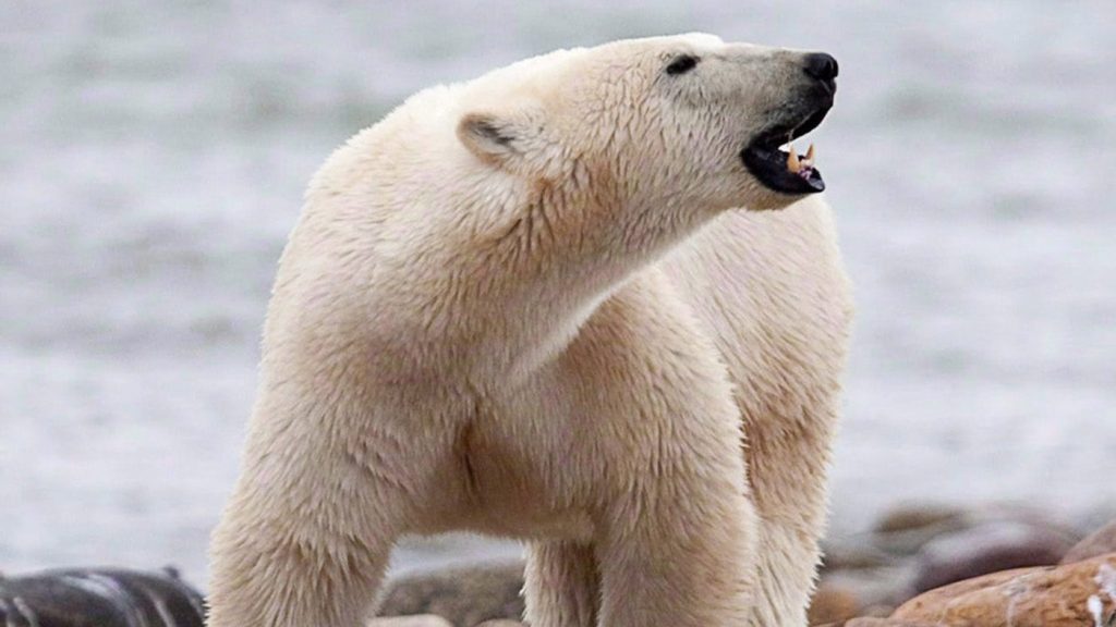 Man injured protecting his wife from polar bear in Northern Ontario