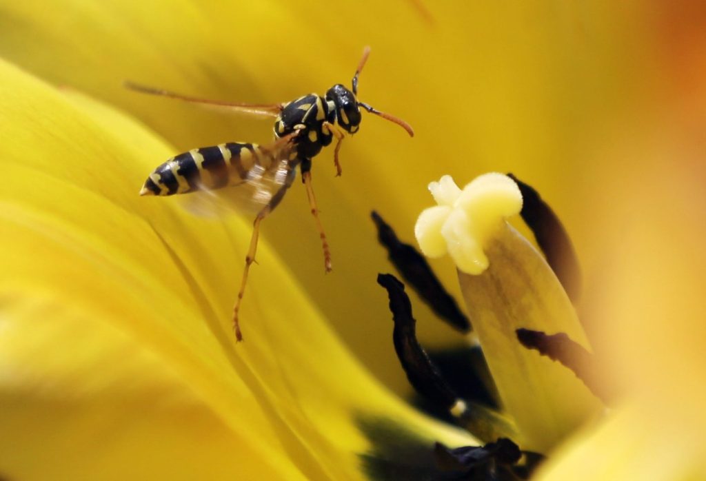 Diet, demographics behind late-summer wasp outbreak across parts of Canada